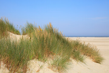 Fototapeta na wymiar Strandgras am Nordstrand, Borkum, Ostfriesische Insel, Niedersachsen, Deutschland, Europa