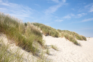Strandgras am Nordstrand, Borkum, Ostfriesische Insel, Niedersachsen, Deutschland, Europa