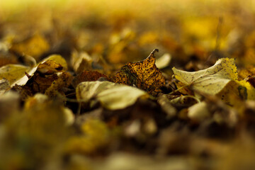 Close up on autumn leaves on the ground, selective focus
