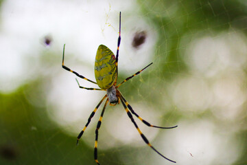 spider on a web
