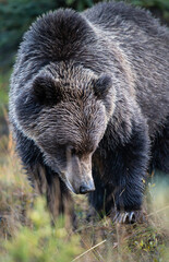 Grizzly bear in the wild