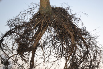 Plant roots outside.