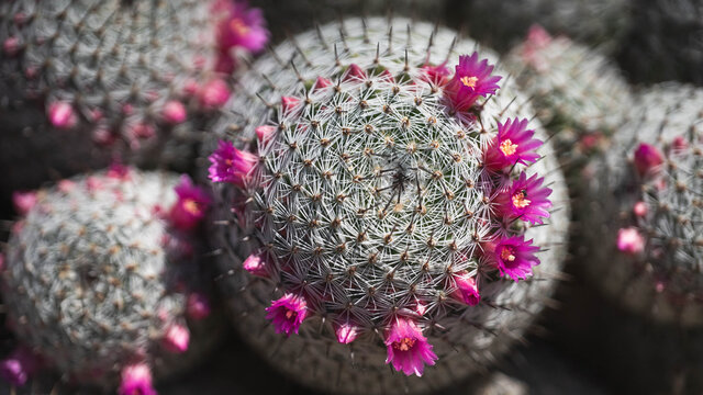 Macro of a Small button cactus with pink blossoms