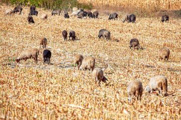 herd of Sheep on the autumn field 