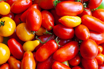 Many wet tomato background. Close-up of juicy ripe tomatoes with water drops. Assorted. Harvest vegetables. Selective soft focus. Healthy organic food.