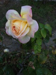 Rose d'un jaune rosé 