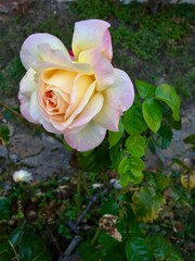 Rose d'un jaune rosé 