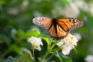 Fototapeta na wymiar Mariposa Monarca en la naturaleza