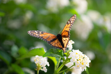 Mariposa Monarca  en la naturaleza
