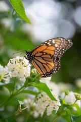 Mariposa Monarca  en la naturaleza