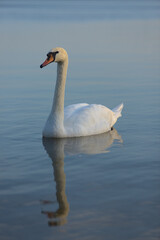 Fototapeta na wymiar white swan on the water