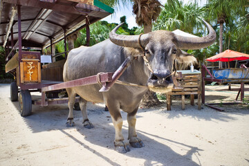 沖縄県八重山諸島 竹富島の水牛