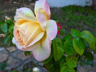 Fototapeta na wymiar Rose d'un jaune rosé 