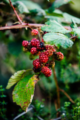 Photos of Wild Blackberries in Autumn