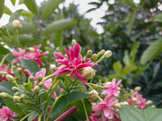 Beautiful hiccup flower with pink color in the garde rooftop