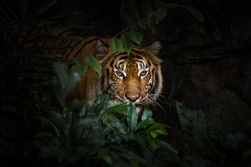 Close up view of a Siberian tiger (Panthera tigris altaica)