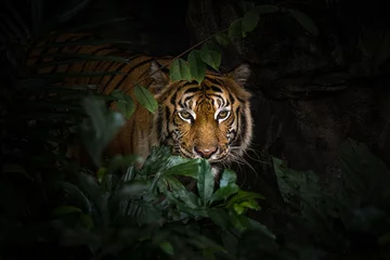 Foto auf Acrylglas Antireflex Close up view of a Siberian tiger (Panthera tigris altaica) © kasikun2520