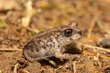 Eastern spadefoot - Scaphiopus holbrookii