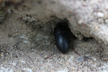 Black beetle hiding in the hollow of the wall
