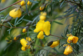 Yellow flowers of the Australian native Large Wedge Pea, Gompholobium grandiflorum, Sydney, Australia. Spring flowering.Grows in heath and dry sclerophyll forest on sandstone on the Sydney coast