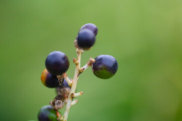 blueberries on a bush
