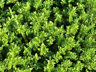 green leaves background