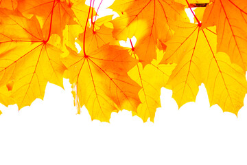 Bright colorful autumn leaves