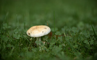 Ein Pilz im Rasen mit Klee