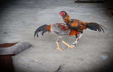 fighting cocks