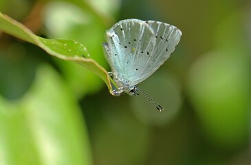 Ein Bläuling Schmetterling auf einem Blatt