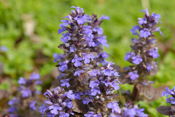 Obraz premium Kriechender Günsel (Ajuga reptans) 