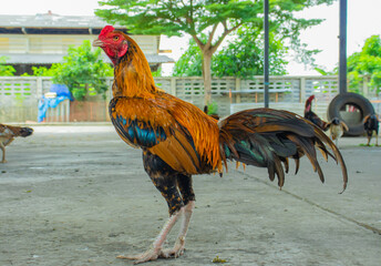 Yellow rooster on background