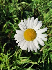 Fototapeta premium chamomile in the grass