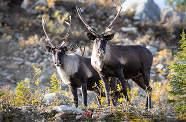 Mountain caribou in the fall