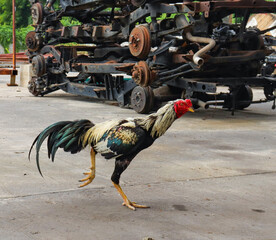 Cockfighting