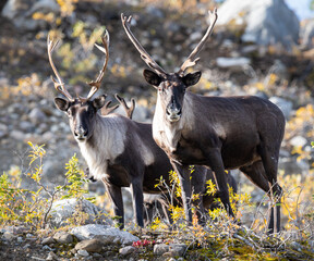 Mountain caribou in the fall