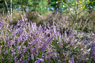 Green lung of North Brabant, pink blossom of heather plants in Kempen forest in September, the Netherlands