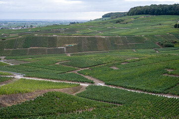 Landscape with green grand cru vineyards near Epernay, region Champagne, France in rainy day. Cultivation of white chardonnay wine grape on chalky soils of Cote des Blancs.