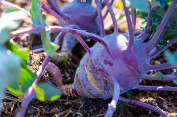 Organic purple kohlrabi cabbage growing in garden ready to harvest