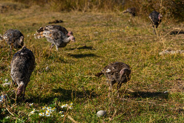 Turkeys on the lawn. The turkey grazes on the grass. Domestic birds walk on the ground. The color of domestic turkeys