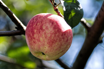 red apple on a tree