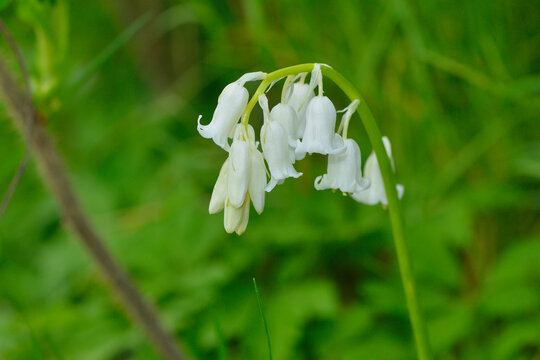 Hasengl&ouml;ckchen ( Hyacinthoides non-scripta )	