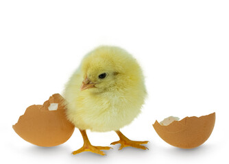 Chicken hatching from an egg and eggshell at white background