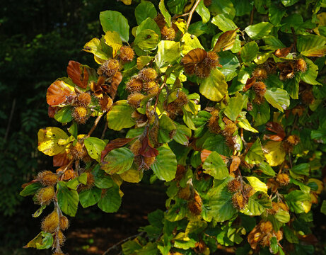 Bucheckern, Fr&uuml;chte der Rotbuche, Fagus sylvatica, beechnut,