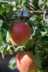 Large sweet braeburn apples ripening on tree in fruit orchard