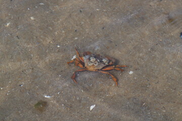 Crab in the open water in Wadden Sea National Park close to the North Frisian island of  Sylt