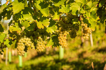 Crops of white grapes with green leaves on the vine. fresh fruits. Harvest time early Autumn.