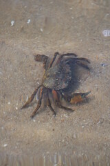 Crab in the open water in Wadden Sea National Park close to the North Frisian island of  Sylt