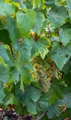 Landscape with green grand cru vineyards near Epernay, region Champagne, France in rainy day. Cultivation of white chardonnay wine grape on chalky soils of Cote des Blancs.