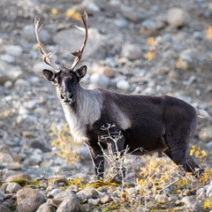 Mountain caribou in the fall